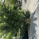 Καθαρισμός και κόψιμο χόρτων   Μητροπολίτου Γρηγορίου Κυδωνιών