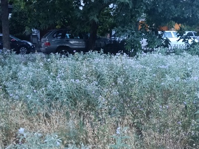 καθαρισμος παρκου Ρόδων  Ηροδότου