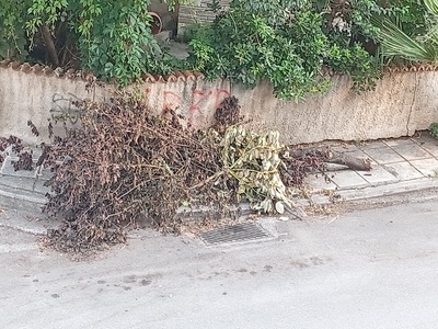 Πεσμένο κλαδί  Ολυμπιάδος