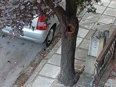 Πεσμένο κλαδί  Ολυμπιάδος