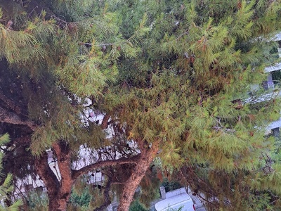 Πευκο υπερφορτωμενο και γερικα κλαδια  Κολοτούρου