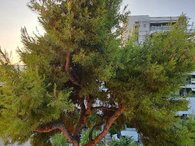 Πευκο υπερφορτωμενο και γερικα κλαδια  Κολοτούρου