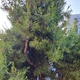 Πευκο υπερφορτωμενο και γερικα κλαδια  Κολοτούρου