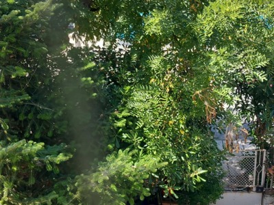 Δέντρο γεμάτο μελίγκρα  	Φιλίππου