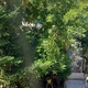 Δέντρο γεμάτο μελίγκρα   Φιλίππου