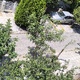 Κοπή αυτοφυούς βλάστησης   Δρακοπούλου   ανάμεσα στην οδό Μετρών και Μικρουλεα.