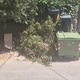 κλαδιά καναπέδες Ήρας