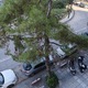 ΚΟΠΗ ΔΕΝΔΡΟΥ  Ζηργάνου