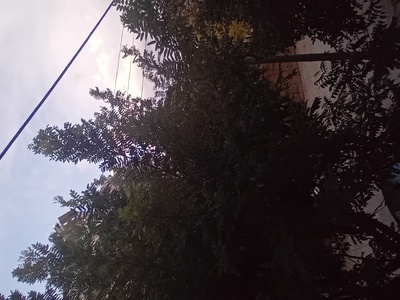 Επείγον αίτημα για κλάδεμα/κοπή δέντρων λόγω επικινδυνότητας (καλώδια ΔΕΔΔΗΕ) και αποκατάσταση οδικού φωτισμού στην οδό Αγίου Παντελεήμονος 10