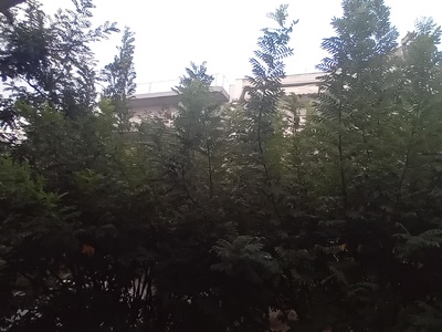 Επείγον αίτημα για κλάδεμα/κοπή δέντρων λόγω επικινδυνότητας (καλώδια ΔΕΔΔΗΕ) και αποκατάσταση οδικού φωτισμού στην οδό Αγίου Παντελεήμονος 10