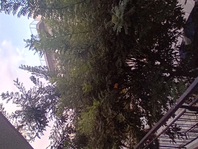Επείγον αίτημα για κλάδεμα/κοπή δέντρων λόγω επικινδυνότητας (καλώδια ΔΕΔΔΗΕ) και αποκατάσταση οδικού φωτισμού στην οδό Αγίου Παντελεήμονος 10