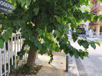 κλάδεμα   Ανδρούτσου