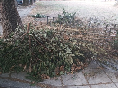 Παρατημενα κλαδια  Παλαιολόγου