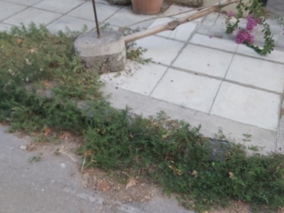 Χτυπημενο δεντρο  Παλαιολόγου 11