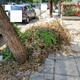 Παρατημένα κλαδέματα  Τριπολεως