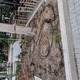 Φυτεμα  λουλουδιων σε παρτερι δημου  Μητρ. Κυδωνιων με Αργοναυτων