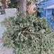 αμμεσα  Μαζεψετα ....σκουπισμα