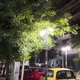 Κλάδεμα δέντρων επί της οδού Πασαλίδη, από το ύψος της οδού Μαρμαρά μέχρι την Προύσης
