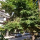 ΚΛΑΔΙΑ ΗΜΙΣΠΑΣΜΕΝΑ ΣΕ ΔΕΝΤΡΟ  Παπαπέτρου 17 με 15