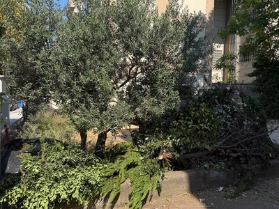 Αποκομιδή Κλαδιών Αλκυόνος