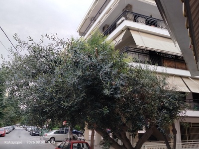 Ελιά  κατακρεούργησε ιδιώτης  Ζαριφη