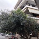 Ελιά  κατακρεούργησε ιδιώτης  Ζαριφη