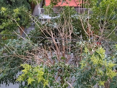 Νεο καλώδιο  Καραμαούνα 30