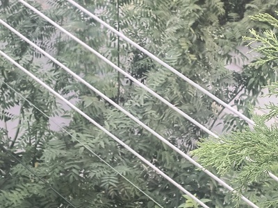 κλαδια στα καλώδια του ρεύματος  Πουλαντζακη