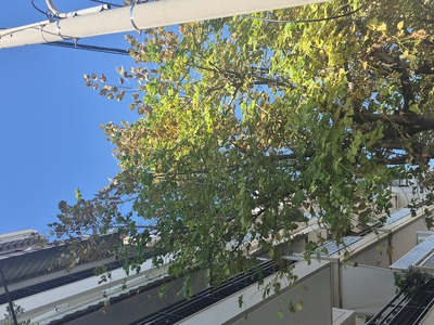 ΕΠΕΙΓΟΝ  ΕΠΙΚΙΝΔΥΝΑ ΔΕΝΤΡΑ ΜΕ ΚΛΑΔΙΑ ΣΤΑ ΚΑΛΩΔΙΑ ΗΛΕΚΤΡΙΚΟΥ ΙΕΡΟΣΟΛΥΜΩΝ 3