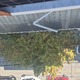 ΕΠΕΙΓΟΝ  ΕΠΙΚΙΝΔΥΝΑ ΔΕΝΤΡΑ ΜΕ ΚΛΑΔΙΑ ΣΤΑ ΚΑΛΩΔΙΑ ΗΛΕΚΤΡΙΚΟΥ ΙΕΡΟΣΟΛΥΜΩΝ 3