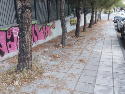 πευκοβελόνες στο πεζοδρόμιο