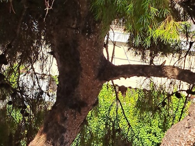 Κλαδεμα επικινδυνου δεντρου