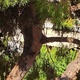 Κλαδεμα επικινδυνου δεντρου