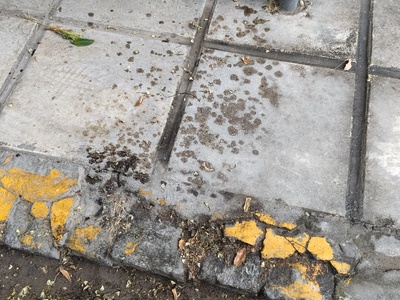 ακακίες πετούν ρετσίνι