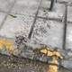 ακακίες πετούν ρετσίνι