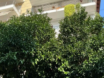 Καταγγελία – Αίτημα άμεσης αυτοψίας για πιθανή ασθένεια δέντρων στην οδό Παπαδημητρίου 18, Καραμπουρνάκι