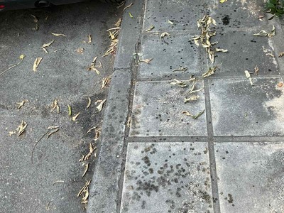 Καταγγελία – Αίτημα άμεσης αυτοψίας για πιθανή ασθένεια δέντρων στην οδό Παπαδημητρίου 18, Καραμπουρνάκι
