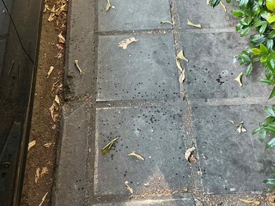 Καταγγελία – Αίτημα άμεσης αυτοψίας για πιθανή ασθένεια δέντρων στην οδό Παπαδημητρίου 18, Καραμπουρνάκι