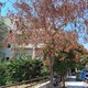 Ξερά Δέντρα στην Αλαμάνας