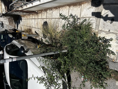 Κοπή χόρτων σε πεζοδρόμιο άμεσα 	Ανδρούτσου 53