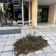 παρατημενο παρτερι  Κομνηνών