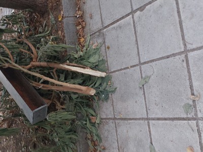 Ψυγείο και κλαδιά σε πάρκο  Χανιων