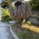 αιτημα κοπης χορταριων  Νικολάου Πλαστήρα