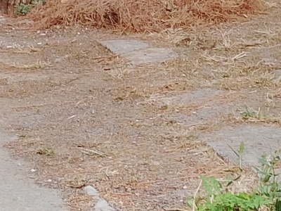 κλαδεμα δέντρου  	στην Αρτέμιδος 17/1