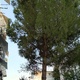 κλαδεμα δέντρου   στην Αρτέμιδος 17/1