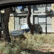 ΚΟΠΗ ΑΥΤΟΦΥΟΥΣ ΒΛΑΣΤΗΣΗΣ ΣΤΗΝ ΕΘΝΙΚΗΣ ΑΝΤΙΣΤΑΣΕΩΣ ΜΕ ΚΝΩΣΟΥ ΓΩΝΙΑ