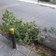 κλαδια Χαιριανών 3,