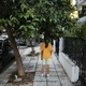 Κλάδεμα δεντρου επί πεζοδρομίου v2    Αβδελά με Καλλίδου.