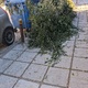 αμμεσα κλαδια   Καυκασου 28