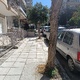 ξερίζωμα σάπιων δέντρων και φύτευση νέων  Σεβαστειας
